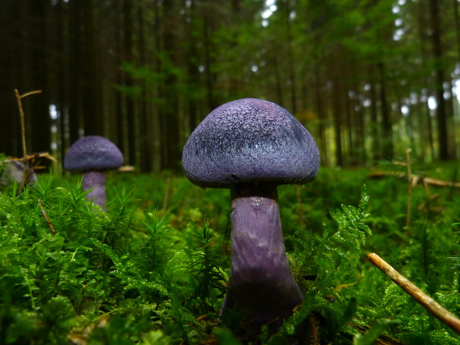 MUSHROOMS AND FOOD CULTURE: A GLOBAL EXPLORATION