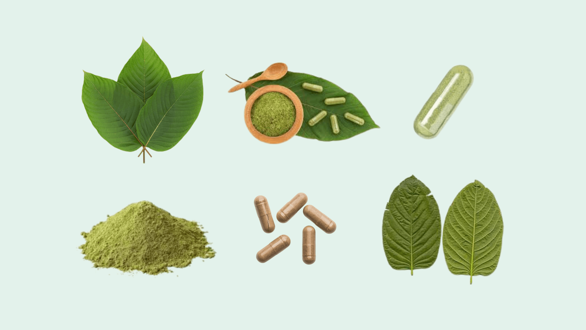 Popup CNX: Serving the Best Kratom Tea in Chiang Mai